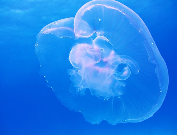 moon-jellyfish-aurelia-aurita-schirmqualle-66321.jpeg